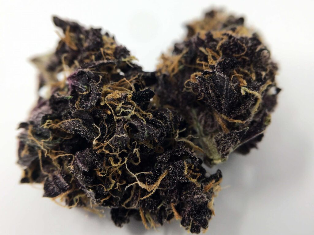Dark purple cannabis buds