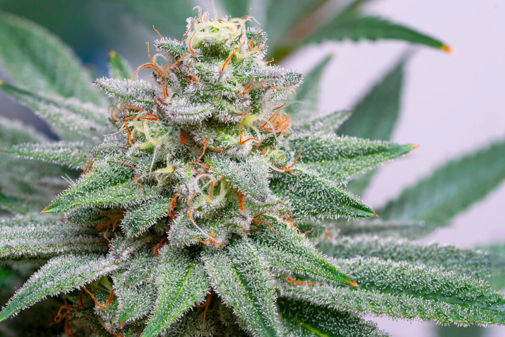 white cannabis bud with sparkling trichomes