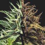 side-by-side comparison of light green “white” cannabis buds and darker “black” cannabis buds