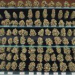 top cannabis strains 2025