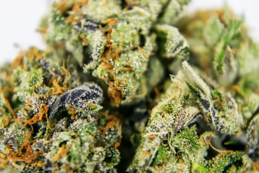 black diamond cannabis