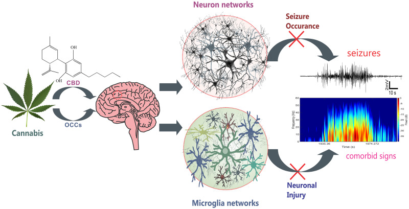 acdc-the-epilepsy-strain-high-cbd-medical-benchmark