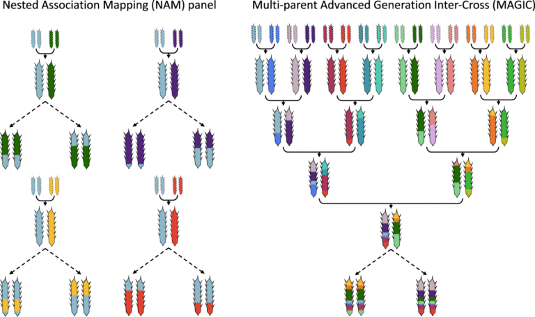 breeding-multiple-generations