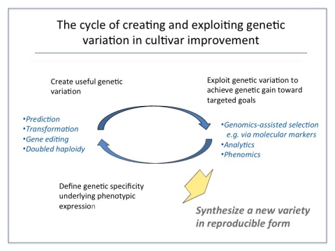 cultivars-genetic-combination