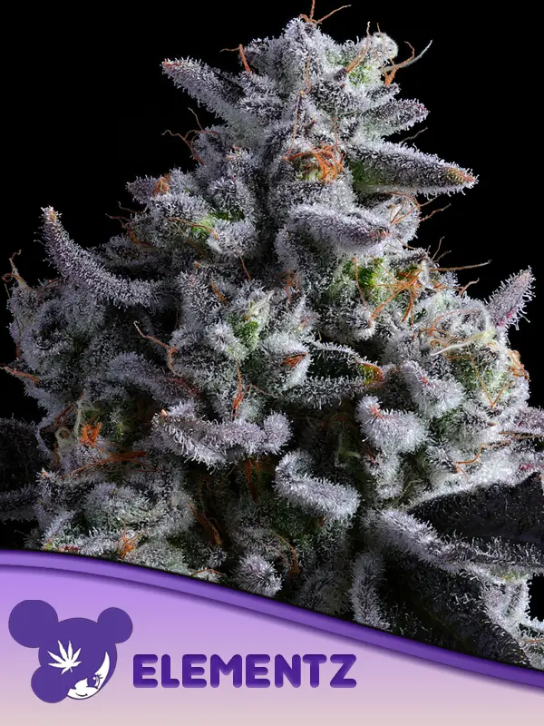elementz-pushing-the-thc-ceiling-33-thc-strain-review