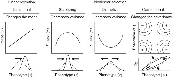 genotypes-selected-maximum