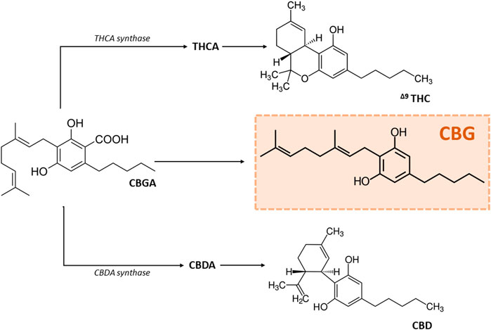 magic-jordan-harnessing-cannabigerol-cbg-for-inflammation-and-mood