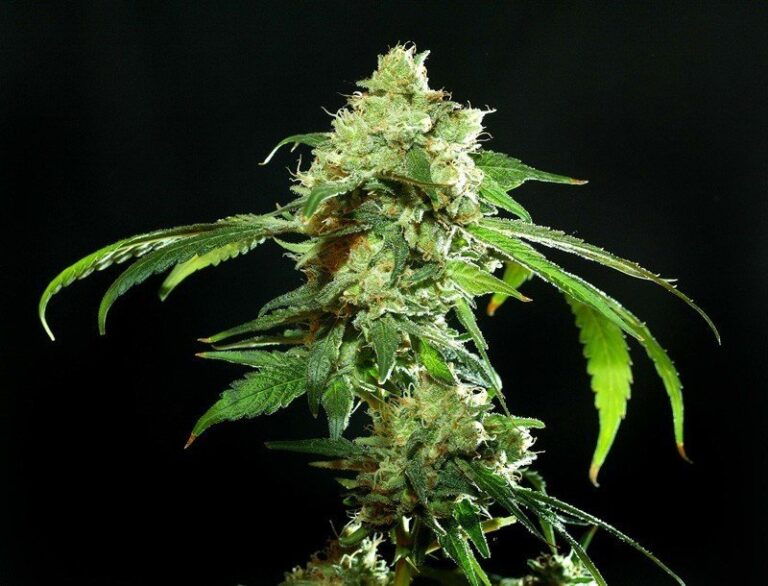 phenotype-cannatonic-selected