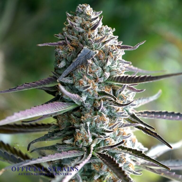 runtz-blueberry-relaxing