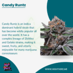 the-enduring-popularity-of-runtz-sugary-candy-terpene-profile