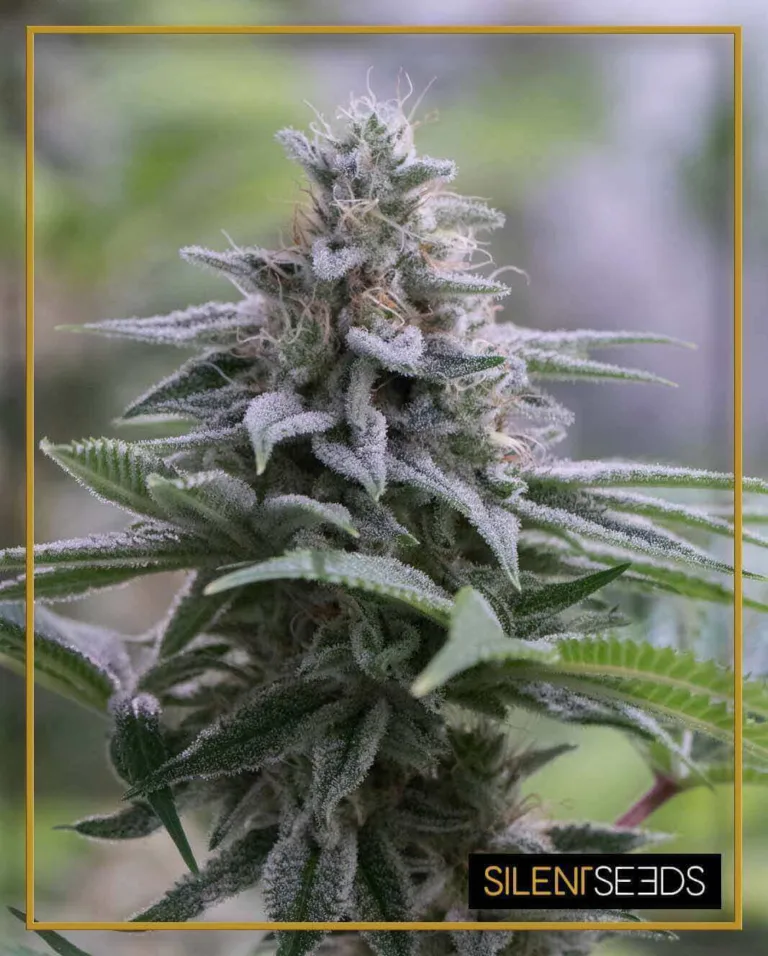 zkittlez-creamy-complexity