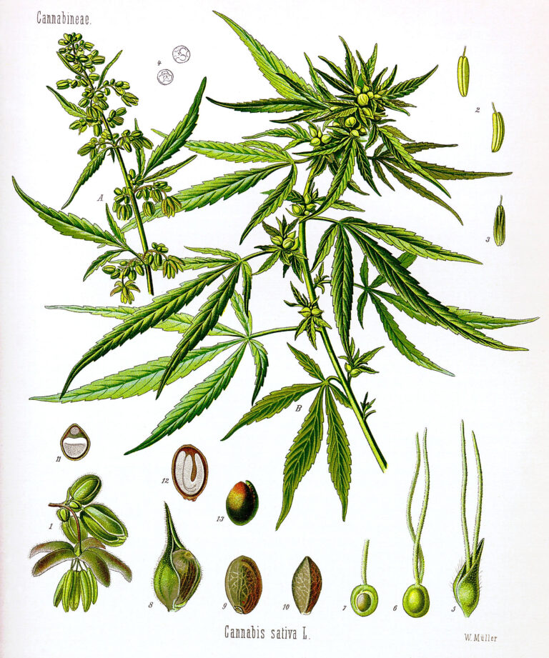 cannabis-traditionally-categorized