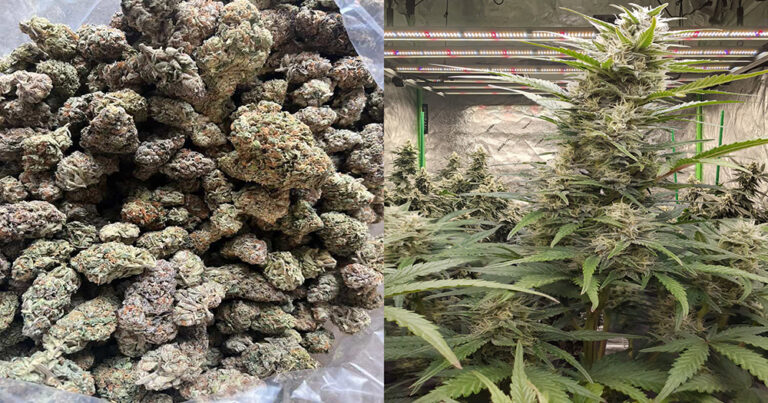 how-long-does-a-cannabis-seed-take-to-sprout