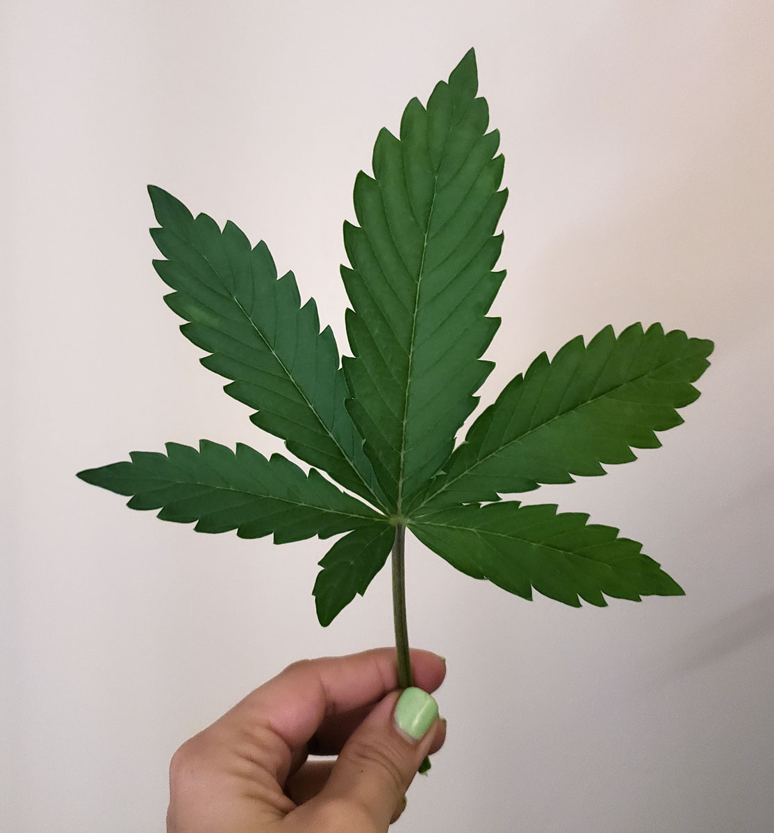 how-many-leaves-does-a-female-cannabis-plant-have