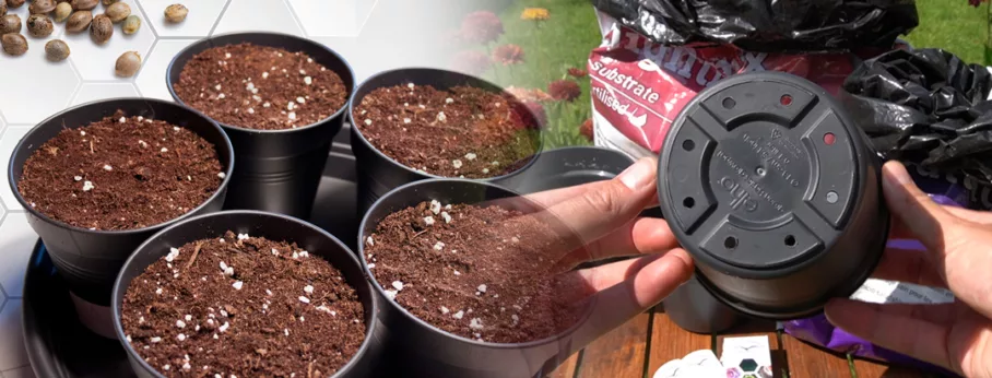 how-to-plant-a-germinated-cannabis-seed