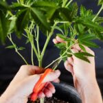 how-to-prune-cannabis-plants-for-higher-yields