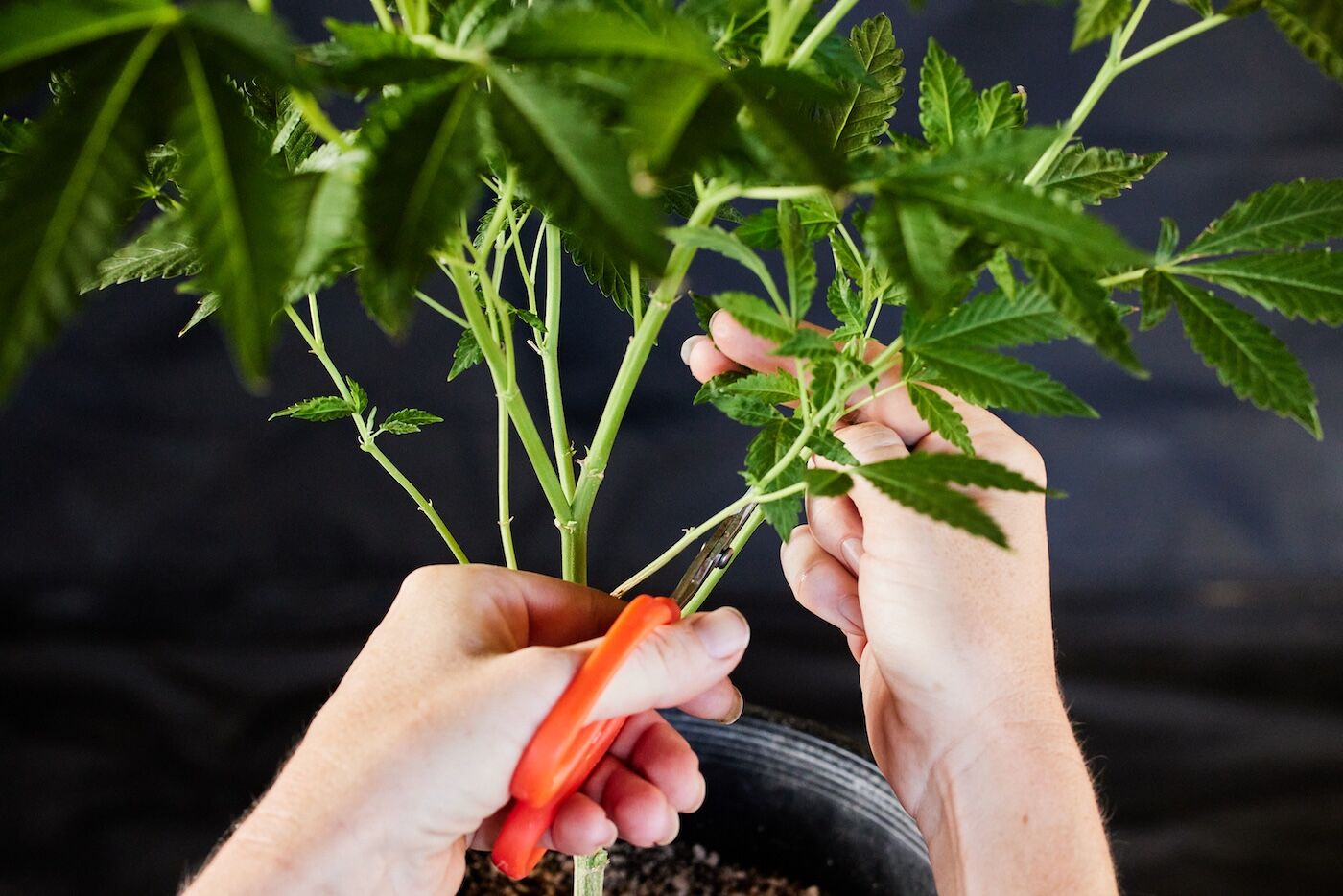 how-to-prune-cannabis-plants-for-higher-yields