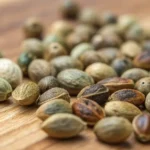 what-does-cannabis-seeds-look-like
