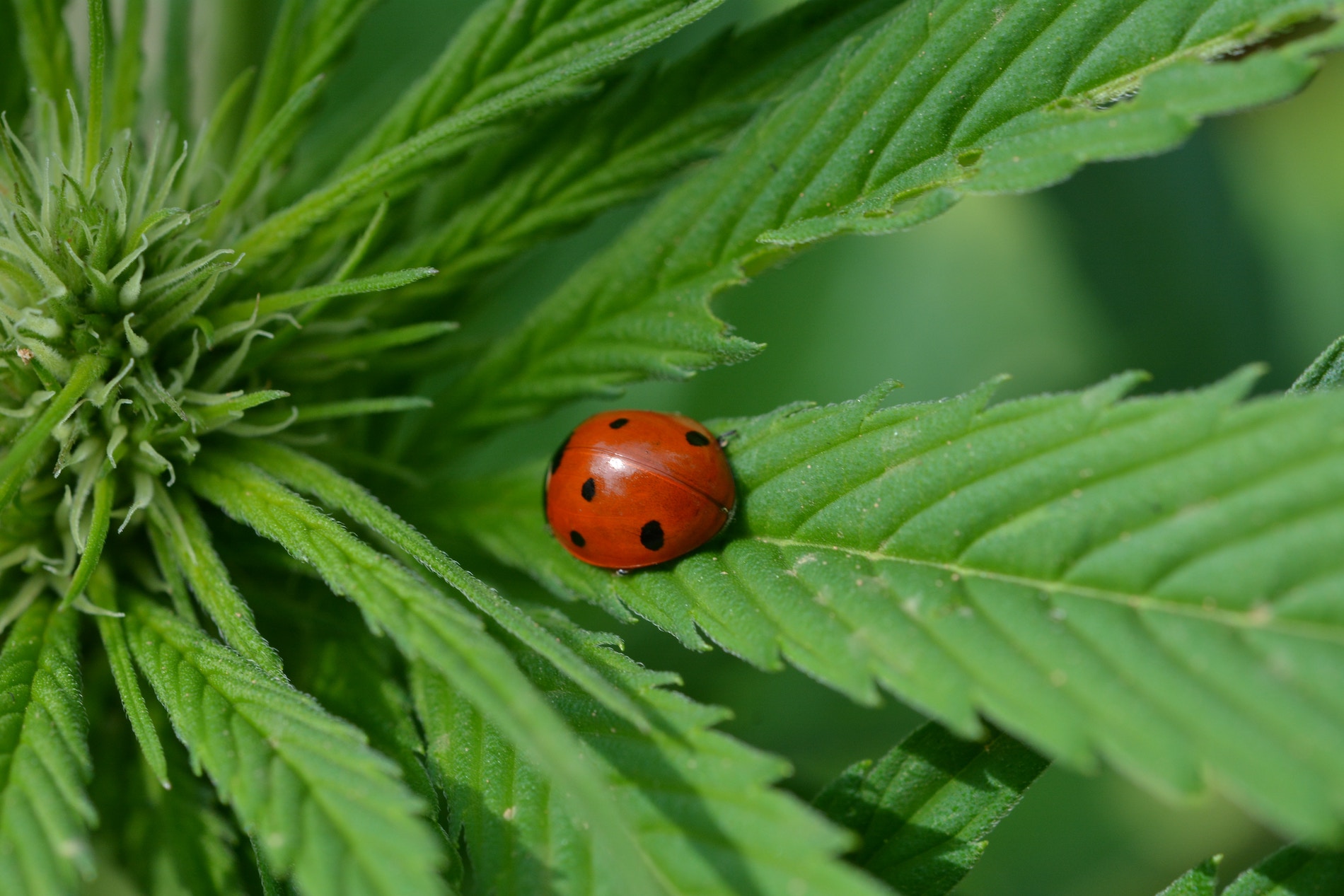 are-ladybugs-good-to-have-on-my-cannabis-plant