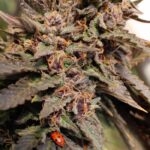 are-ladybugs-good-to-have-on-my-cannabis-plant