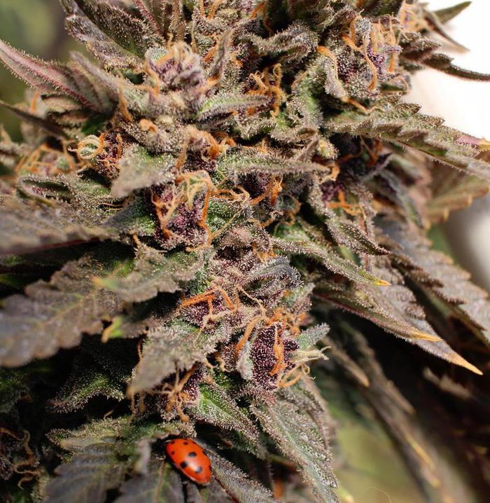 are-ladybugs-good-to-have-on-my-cannabis-plant