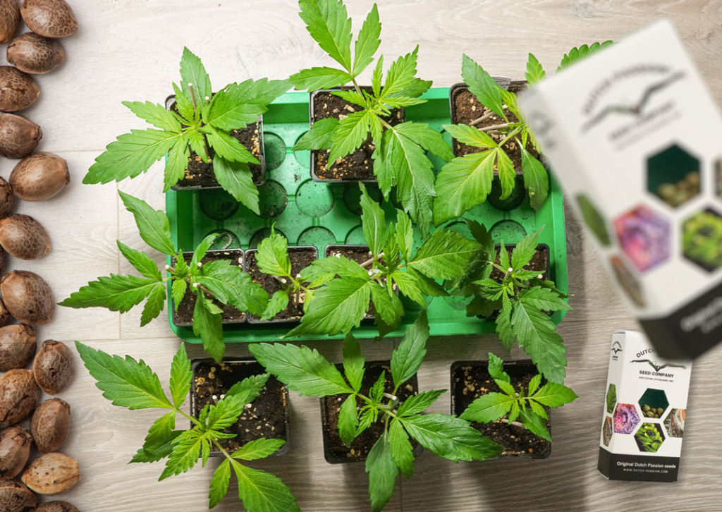 how-long-are-cannabis-seeds-good-for