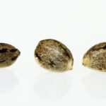 how-long-are-cannabis-seeds-good-for