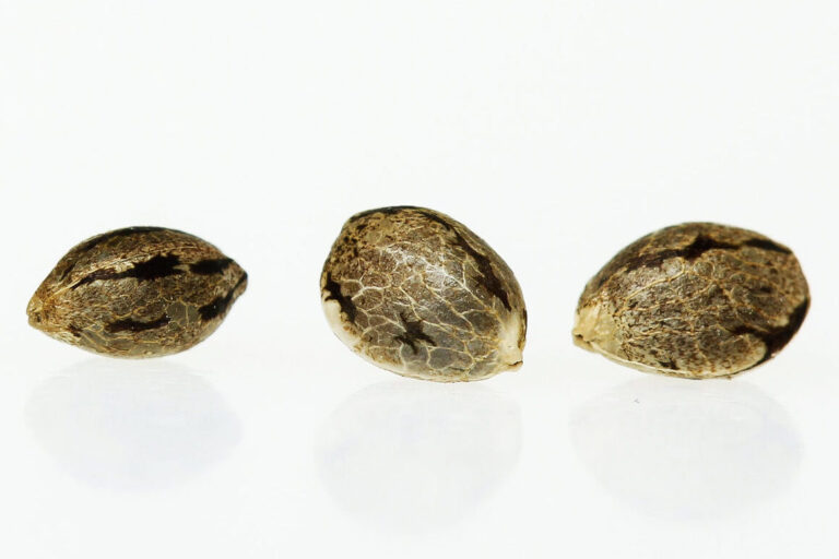 how-long-are-cannabis-seeds-good-for