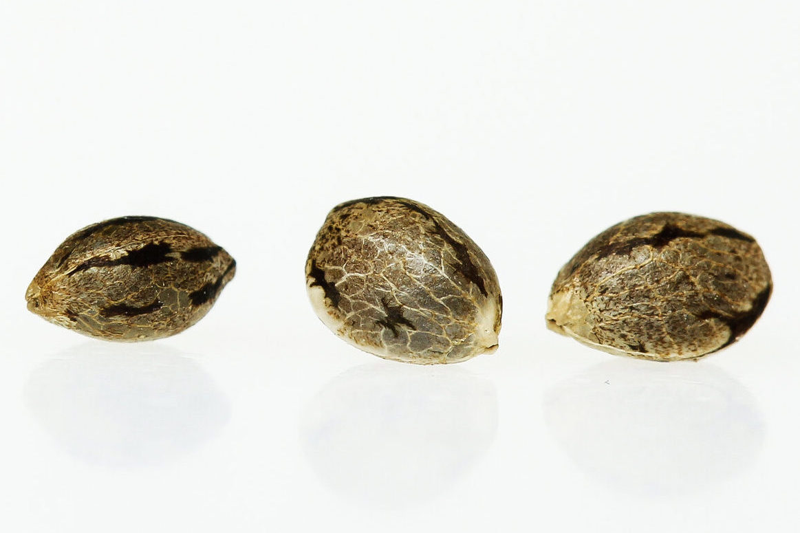 how-long-are-cannabis-seeds-good-for