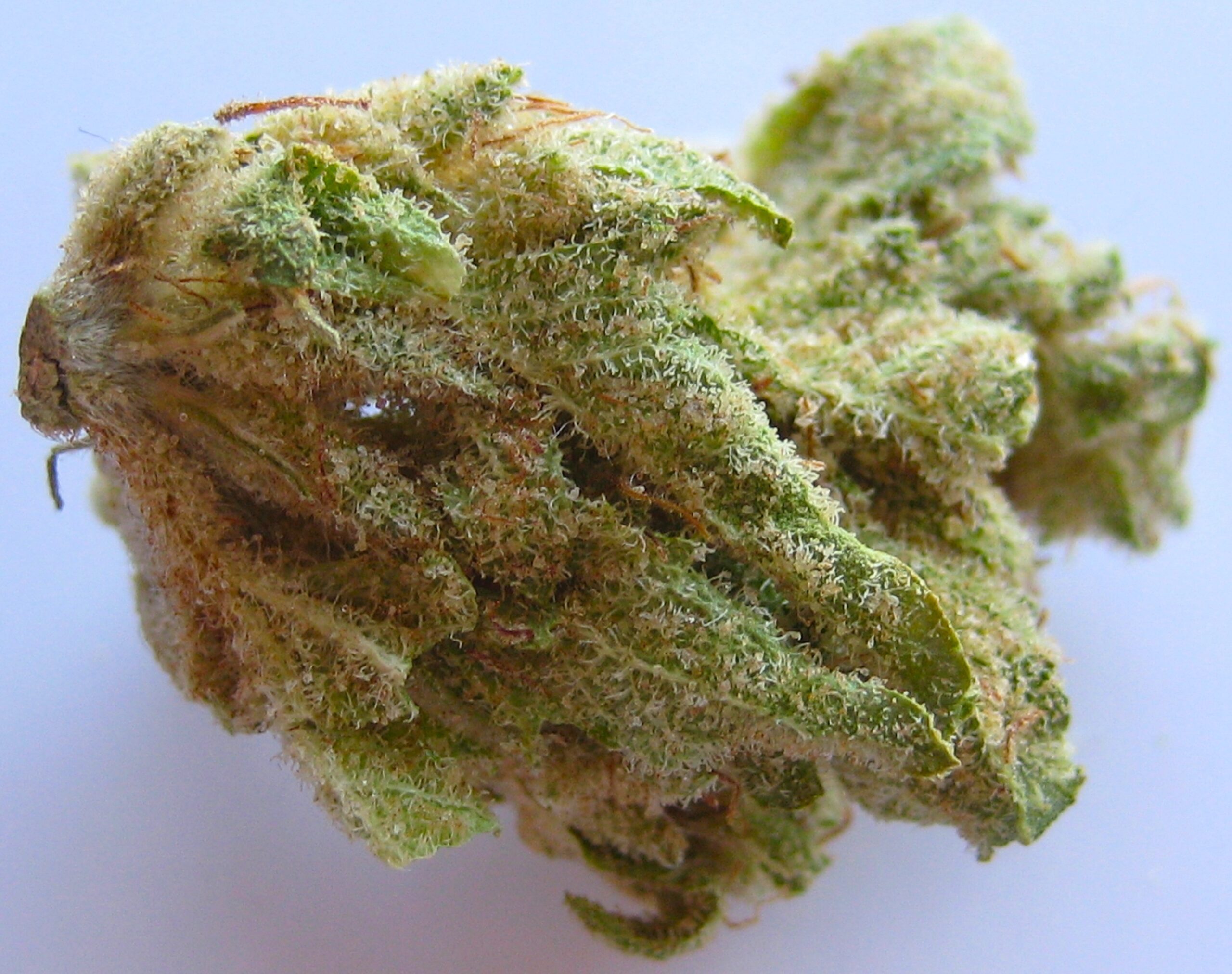 how long does cannabis butter last