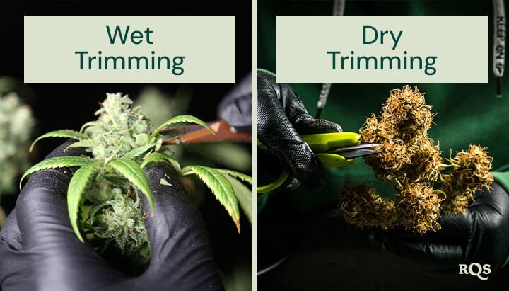 how-long-to-dry-cannabis-before-trimming