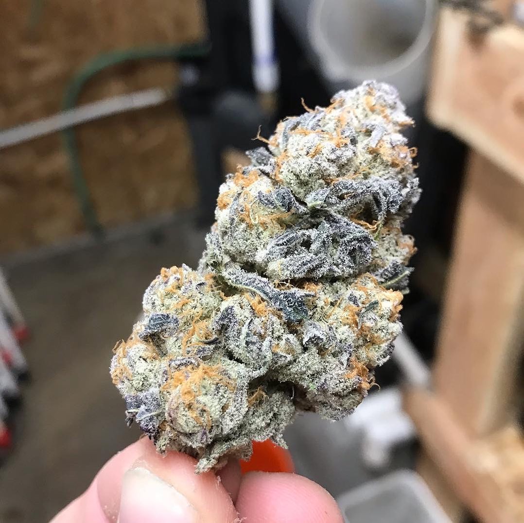 how-long-to-dry-cannabis-before-trimming