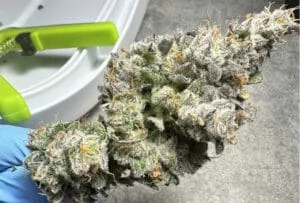 how-to-store-cannabis-trim