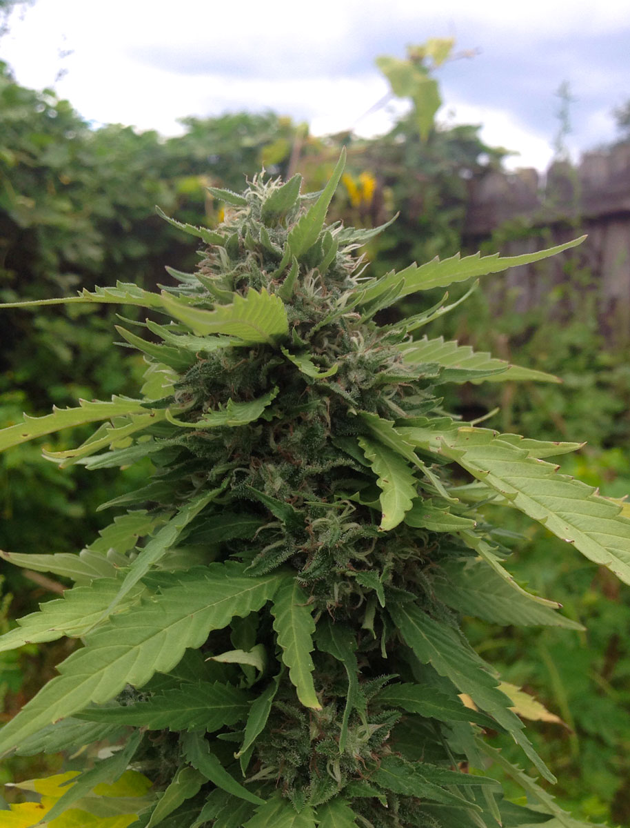 when-is-it-too-late-to-plant-cannabis-outdoors