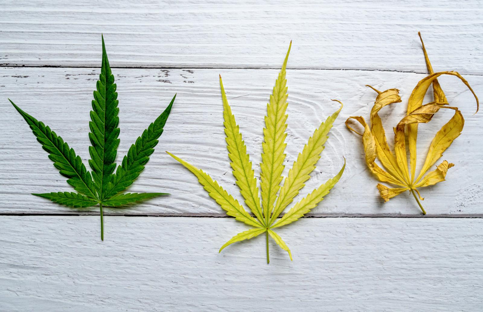 why-do-cannabis-leaves-turn-yellow