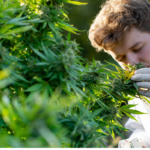 why-does-my-cannabis-smell-like-hay