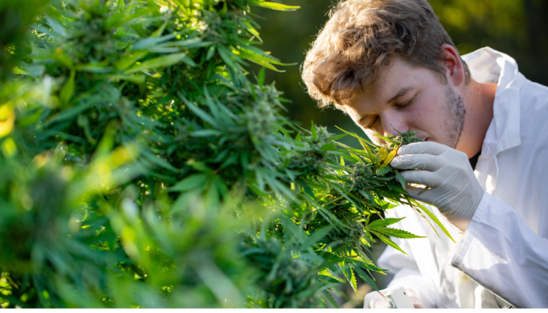 why-does-my-cannabis-smell-like-hay