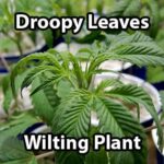 why-is-my-cannabis-plant-drooping