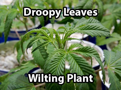 why-is-my-cannabis-plant-drooping
