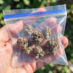 Gumbo weed buds