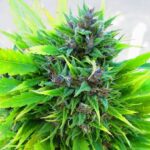best strains weed