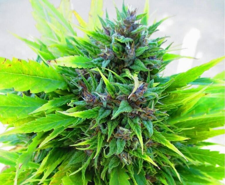 best strains weed