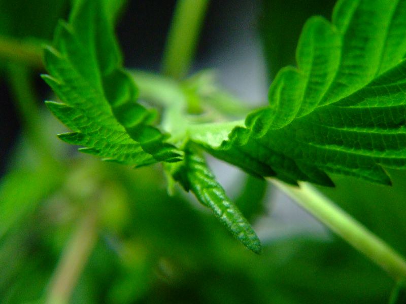 cannabis