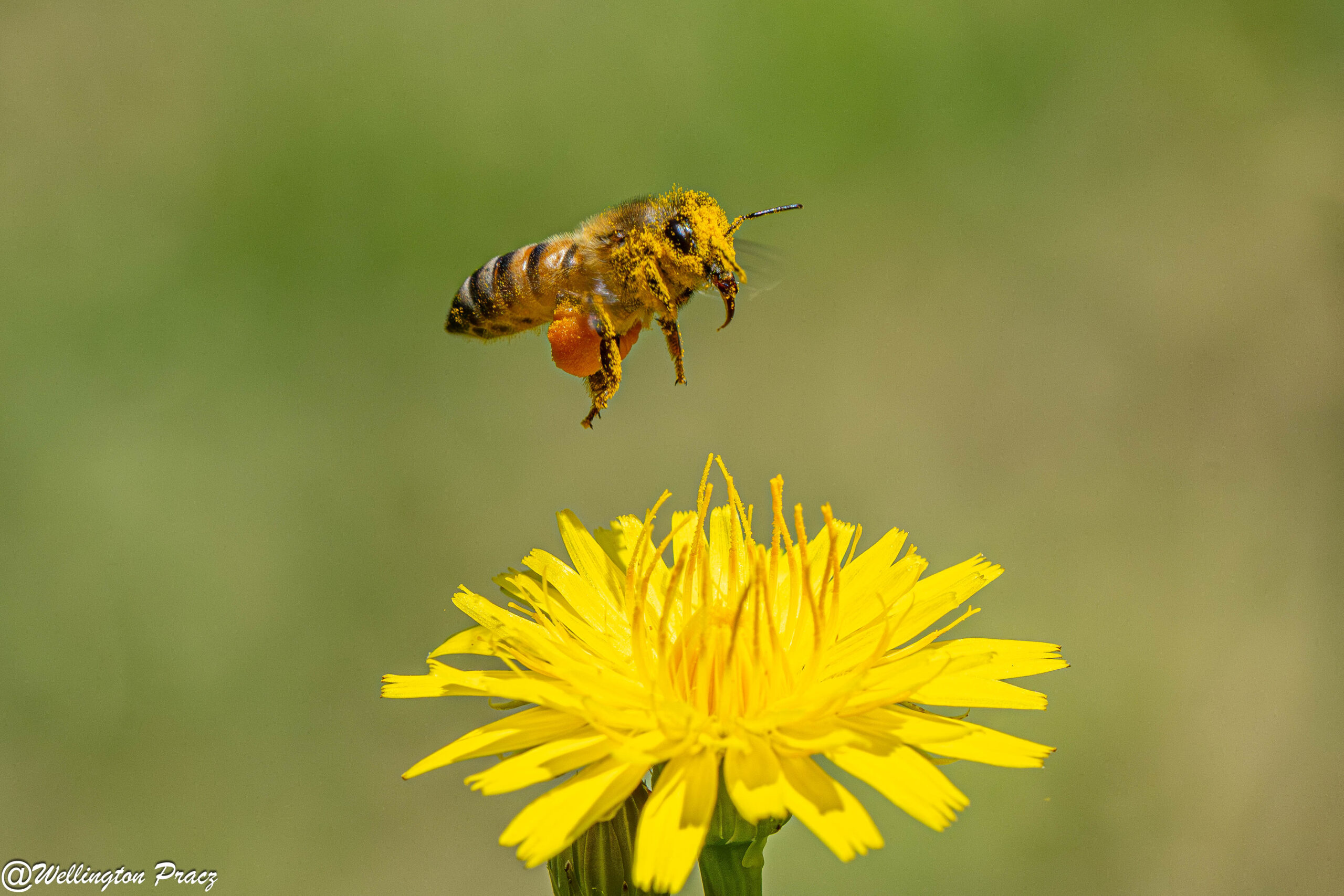 pollen