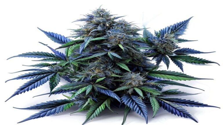 blue nerds weed strain
