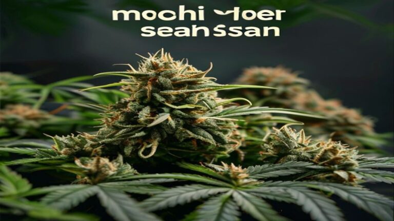 mochi weed strain