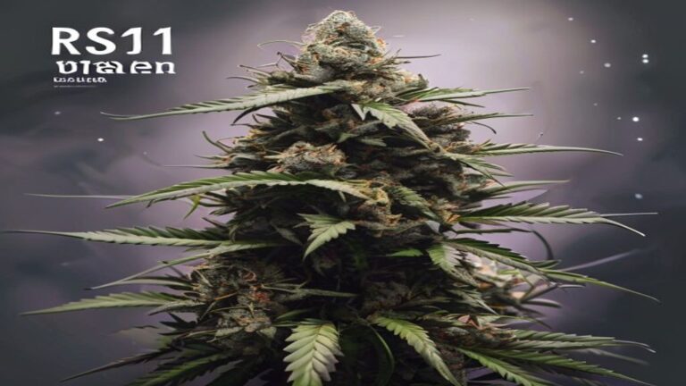 rs11 weed strain