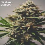 best strain of weed for anxiety