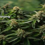 cap junky weed strain