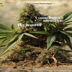 do you have to get the roots for drying cannabis